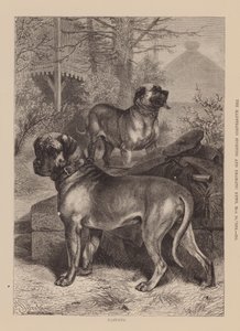Mastiffs