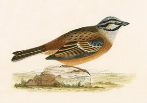 Meadow Bunting, illustrasjon fra 