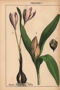Engsafran med lilla blomst  , fra "The Instructive Picturebook, or Lessons from the Vegetable World," [Charlotte Mary Yonge], Edinburgh av English School