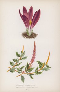 Merendera Bulbocodium; Polygonum Vaccinifolium (fargelitografi) av English School