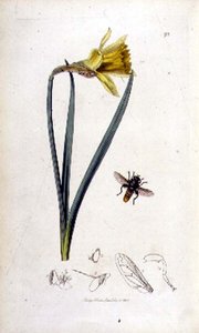 Merodon clavipes (sveveflue) og påskelilje, pub. av John Curtis i 