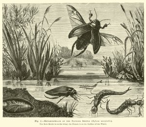 Metamorfoser av stempelbillen, Dyticus marginalis av English School