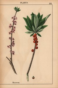 Mezereon med røde bær og rosa blomster.  , fra "The Instructive Picturebook, or Lessons from the Vegetable World," [Charlotte Mary Yonge], Edinburgh av English School
