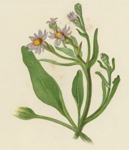 Michaelmas Daisy, Aster Tripolium (farge litho) av English School
