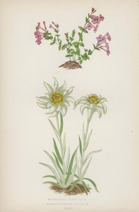 Micomeria Piperella; Leontopodium Alpinum (fargelitografi) av English School