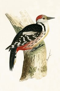 Middle Spotted Woodpecker, illustrasjon fra 
