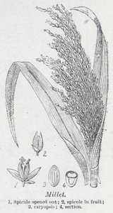 Hirse (litho) av English School
