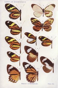 Mimikk hos sommerfugler (farge litho) av English School