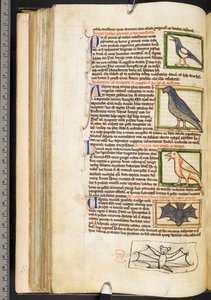 Miniatyrer av fugler, og marginaltegning av en flaggermus, fra teologiske forskjeller, inkludert Summa de vitiis, Harley 3244, f.55v, c.1236-50 (vellum) av English School