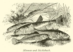 Minnow og Stickleback av English School