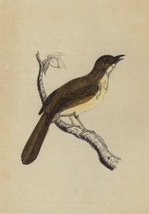 Mocking Bird (farge litho) av English School