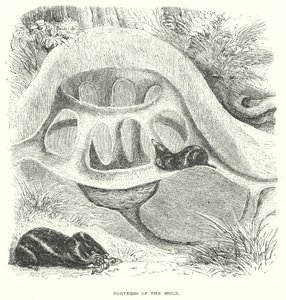 Muldvarpebakken (gravering) av English School