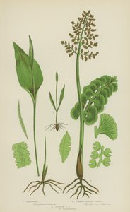 Moonwort, vanlig huggormtunge, lille huggormtunge (farge litho) av English School