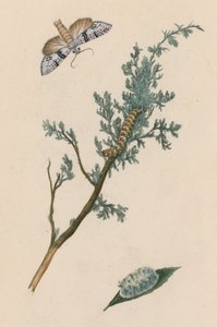 Møll, larve og puppe av English School