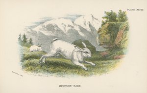 Fjell-Hare av English School