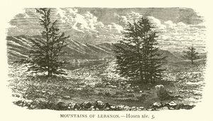 Libanons fjell, Hosea, xiv, 5 (gravering) av English School