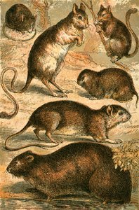 Mus, Jerboa, Rotte, Moskusrotte, Dormus og Markmus av English School