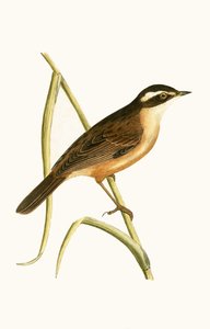 Moustached Warbler, illustrasjon fra 
