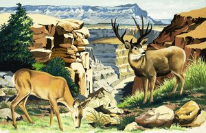 Muldyr i Grand Canyon nasjonalpark av English School