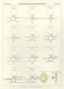 Multiplikasjon og reproduksjon av English School