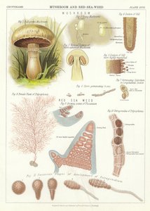 Pilz und Rotalge von English School