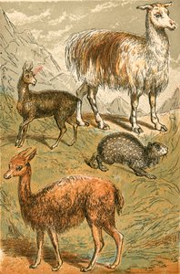 Moskushjort, lama, Vicuna og sotet Paca av English School
