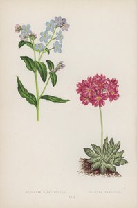 Myosotis Dissitiflora; Primula Farinosa (farge litho) av English School