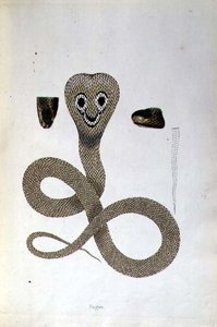 Nagoo Snake fra 