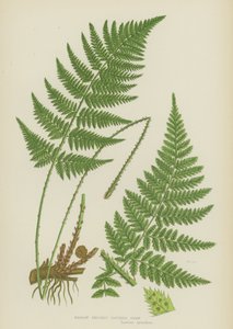 Schmaler Stachelzahnfarn