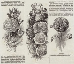 National Floricultural Society (gravering) av English School