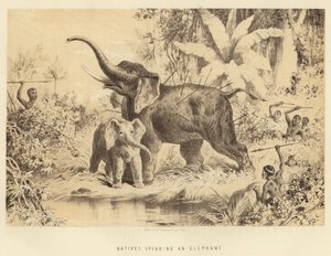 Innfødte som spyd en elefant av English School