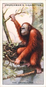 Naturens arkitekter: Orangutangen (fargelitografi) av English School