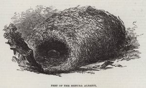 Nest des Menura Alberti (Stich)