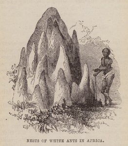 Reir av hvite maur i Afrika (gravering) av English School