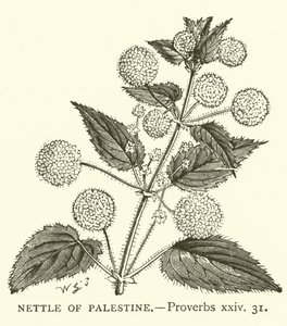 Nettle of Palestine, Ordspråk, xxiv, 31 (gravering) av English School
