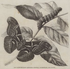 New Silkworm Moth (Saturnia Cynthia), Caterpillar og Cocoon (gravering) av English School