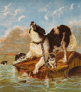 Newfoundlandhund og valper i fare (fargelitografi) av English School
