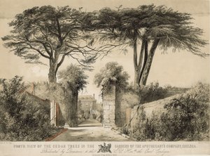 Nordutsikt over sedertre i Gardens of the Apothecary
