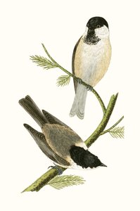 Northern Tit, illustrasjon fra 