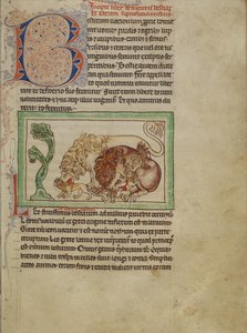 Northumberland Bestiary, ca. 1250-60 (fargede vasker og blekk på pergament) av English School