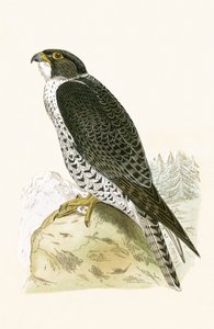 Norske Jer-Falcon, illustrasjon fra 