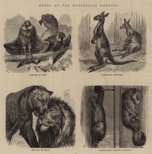 Notater ved Zoological Gardens (gravering) av English School