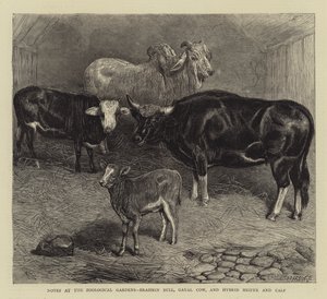Notater ved Zoological Gardens, Brahmin Bull, Gayal Cow og Hybrid Kvige og Kalv (gravering) av English School