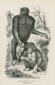 Nshiego Mbouve og Young, Troglodytes Calvu av English School