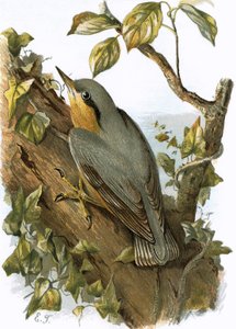 Nuthatch av English School