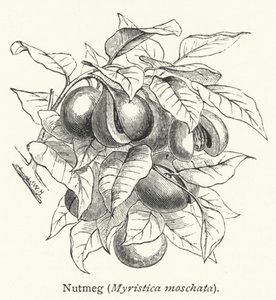 Muskatnøtt (Myristica moschata) (gravering) av English School