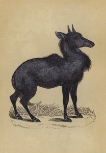 Nylghau (farge litho) av English School