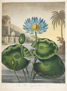 Nymphaea Caerulea, blå egyptisk vannlilje av English School