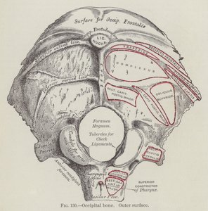 Occipital bein, ytre overflate (gravering) av English School