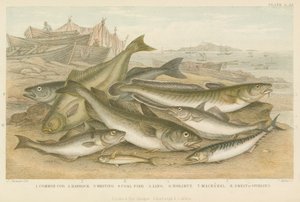 Havfisk (farget gravering) av English School